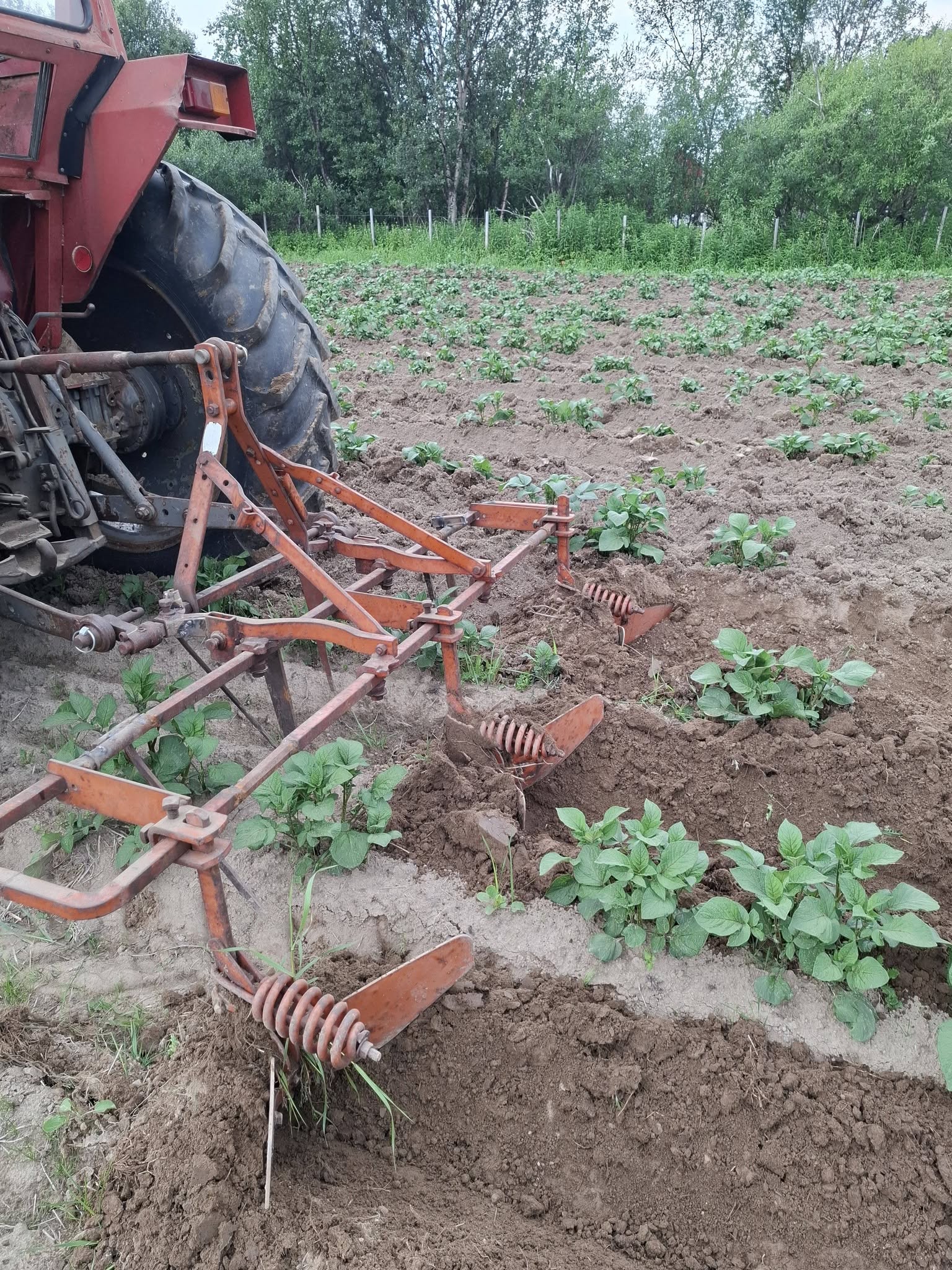 Hypping av potetrader med traktor