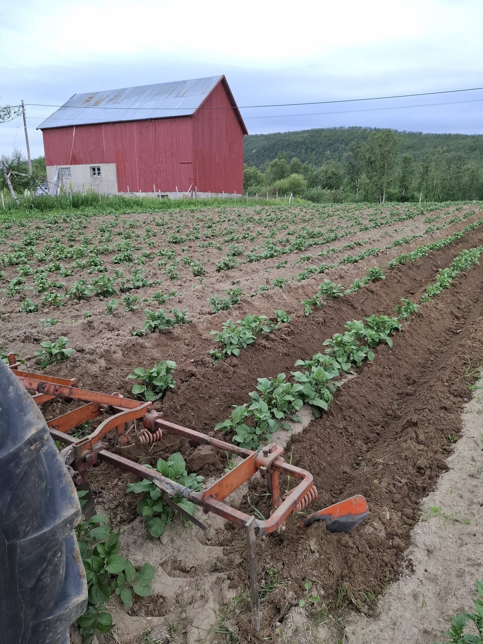 Unge potetplanter i åkeren med låven i bakgrunnen